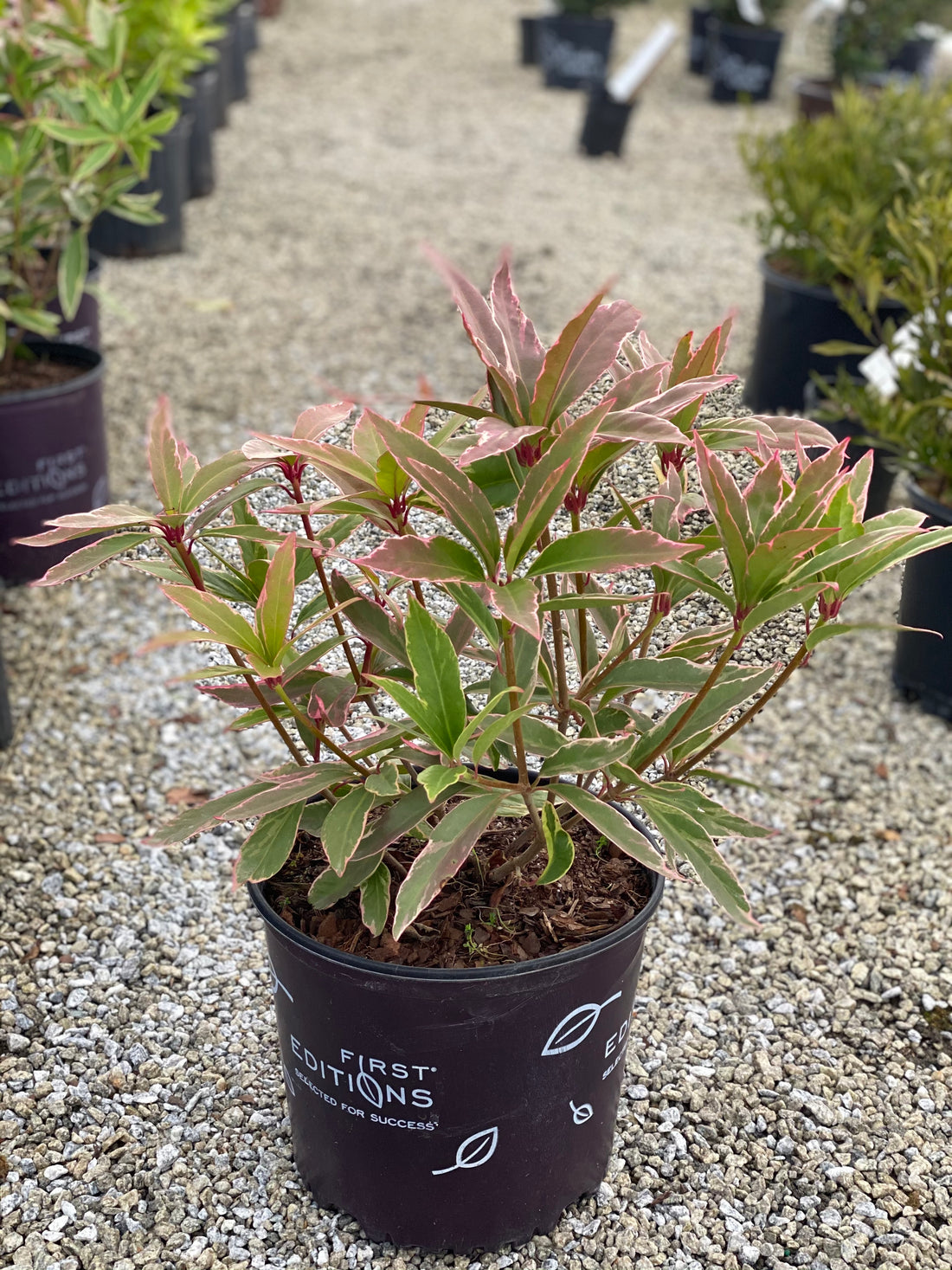 Pink Frost Anise 3 Gal