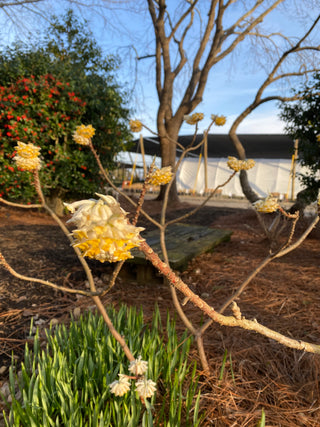 Paperbush (Edgeworthia) 3 Gal