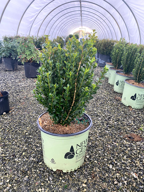 NewGen Freedom Boxwood 2&3 Gal