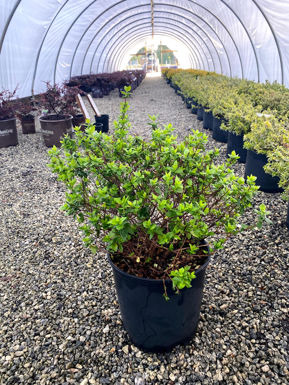 Rose Creek Abelia 3 Gal