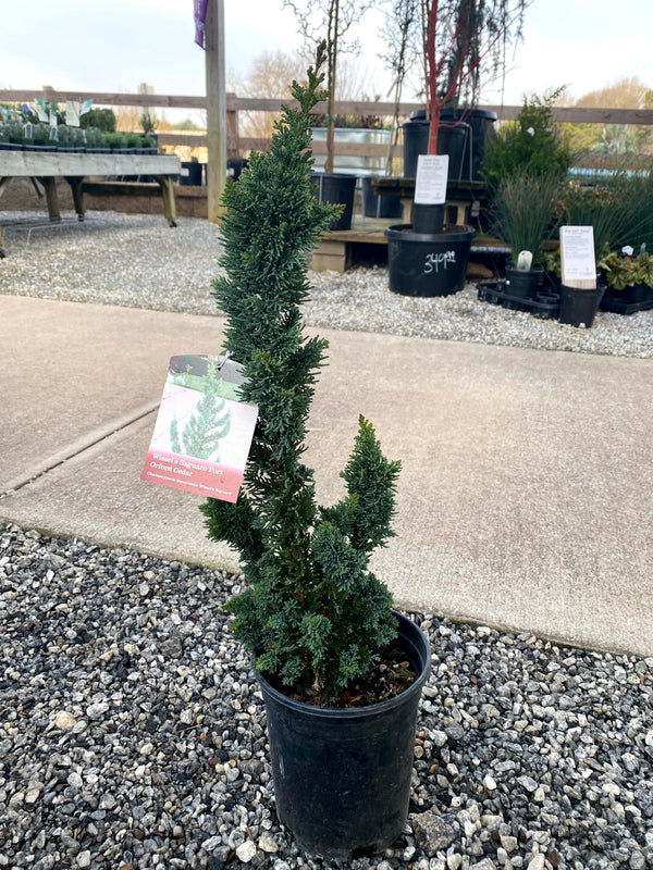 Wissel's Saguaro Cypress