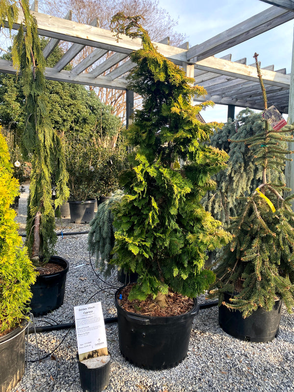 Golden Hinoki Cypress 15G/B&B