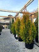 Forever Goldy Arborvitae 15 Gal