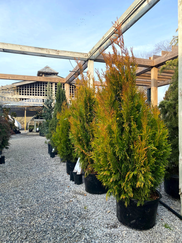Forever Goldy Arborvitae 15 Gal