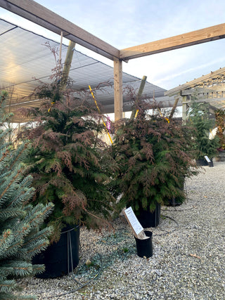 Southern Lace Hinoki Cypress 15 Gal
