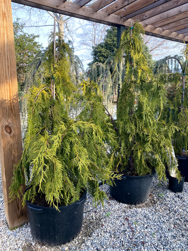 Jubilee Weeping Alaskan Cedar 15 Gal