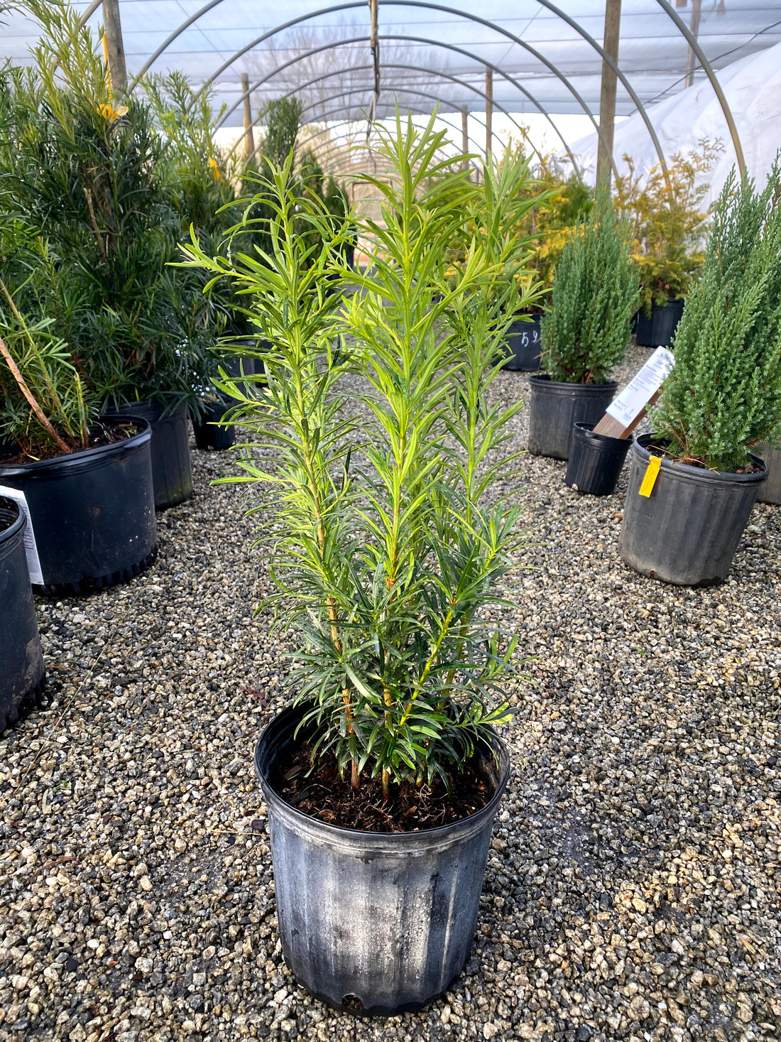 Podocarpus ‘Maki’