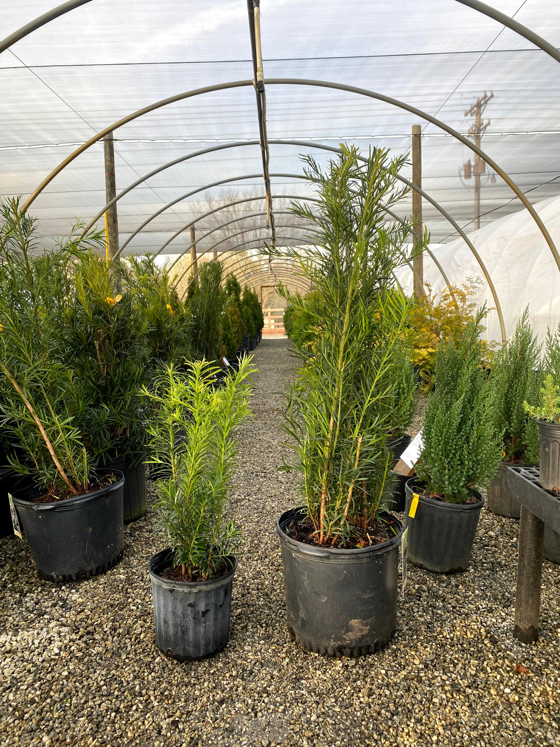 3 gallon vs. 7 gallon