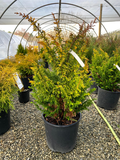 Tetragona Aurea Hinoki Cypress