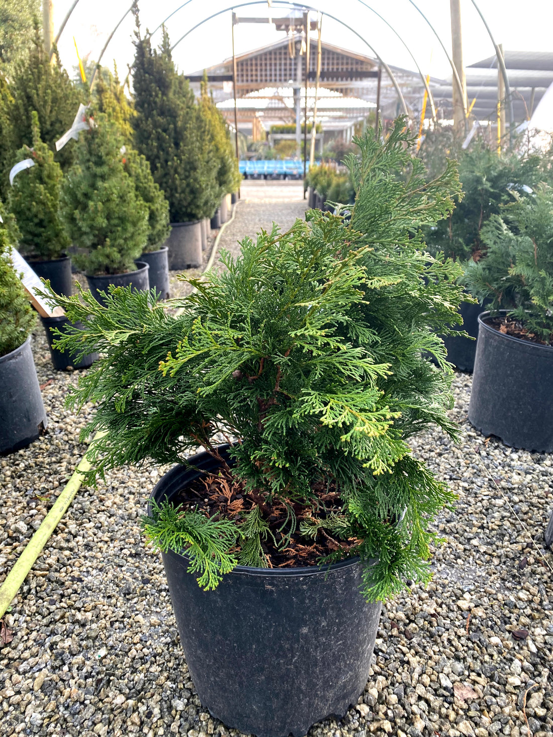 Nana Gracilis Hinoki Cypress