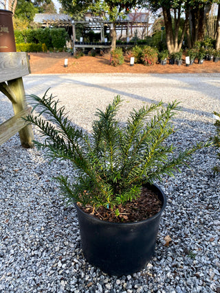 Duke Gardens Yew 3 Gal