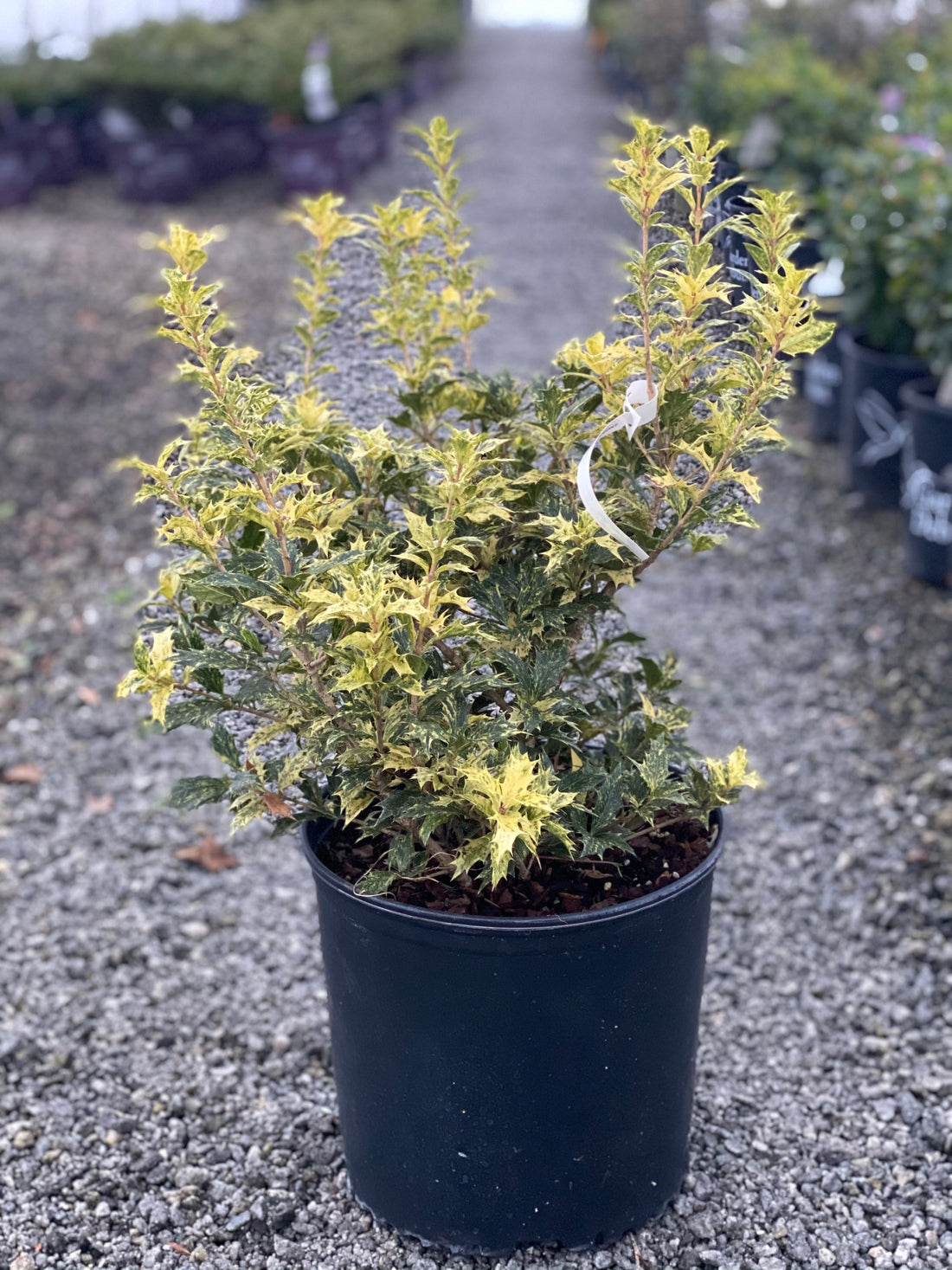 Goshiki Osmanthus 3 Gal