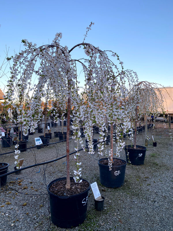 Snow Fountain Weeping Cherry 30 Gal