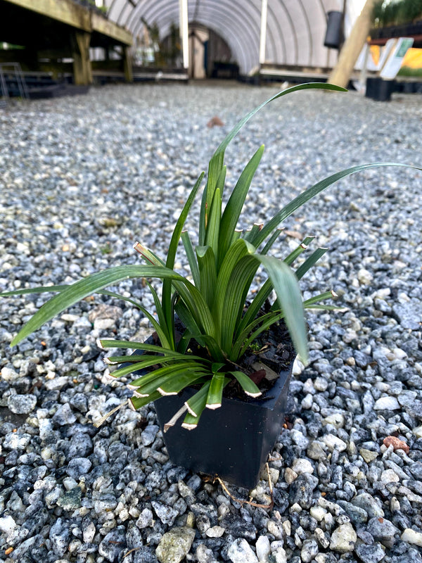 Big Blue Liriope 4