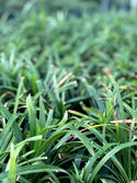 Big Blue Liriope 4