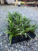 Big Blue Liriope 4