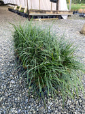 Reg Mondo Grass 4