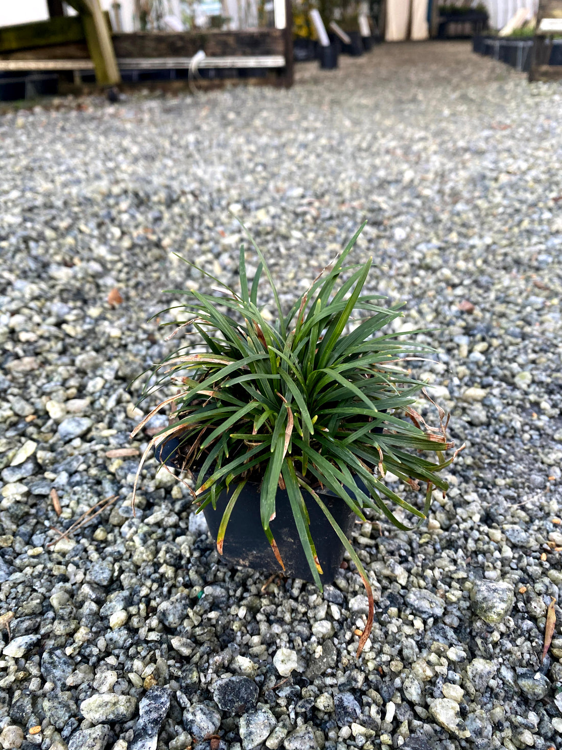 Dwarf Mondo Grass 4"