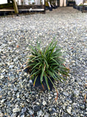 Dwarf Mondo Grass 4