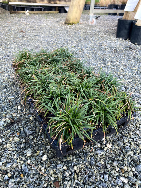 Dwarf Mondo Grass 4