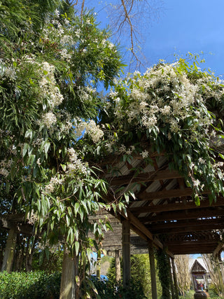 100+ Ivy Vine Liana Seeds Green Vines Climbing Beautiful Ground-Creeping  Plants Bonsai Home