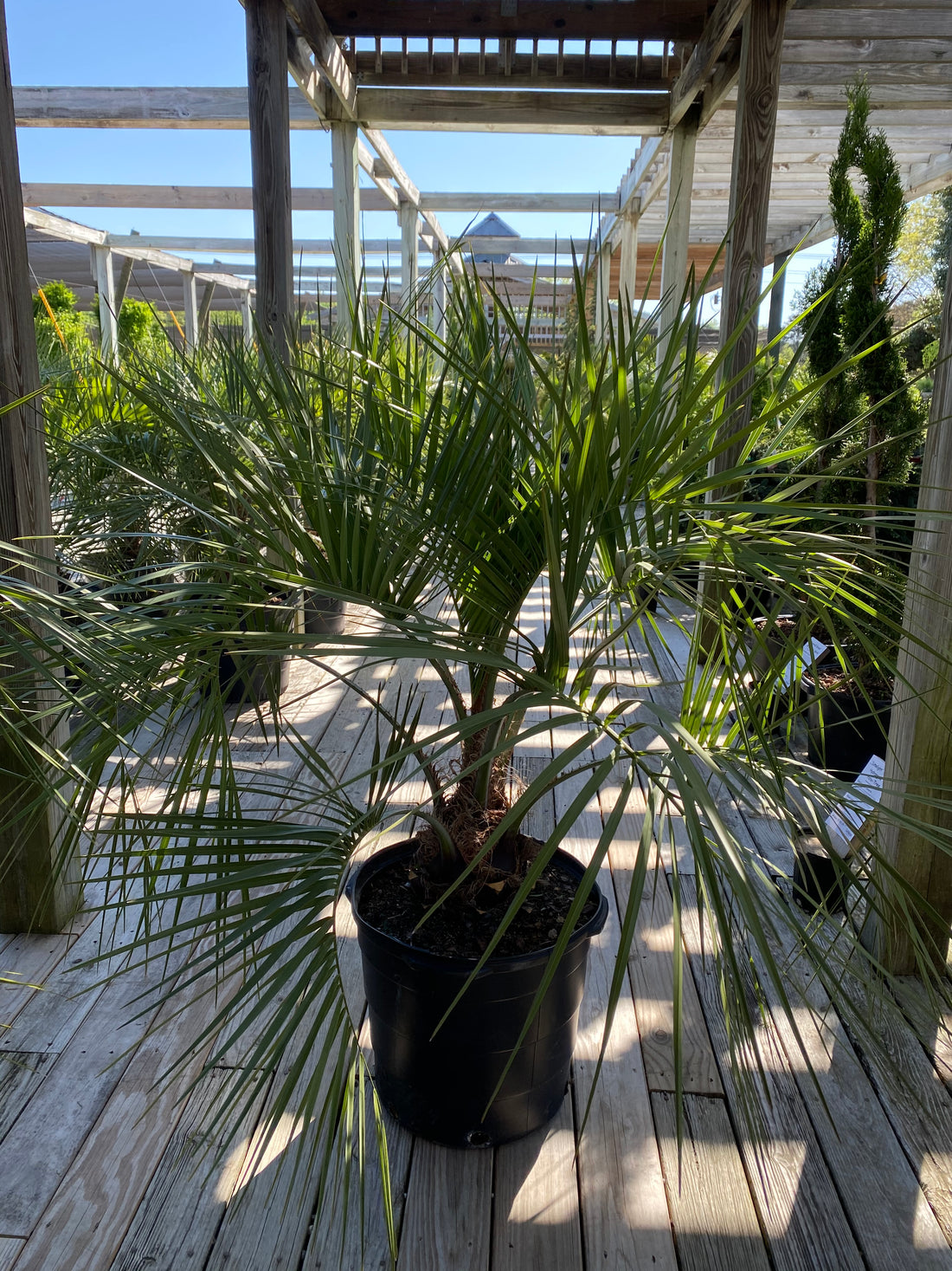 Pindo Palm