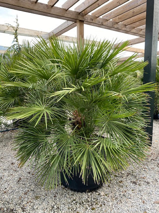 European Fan Palm 30 Gal