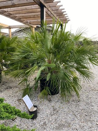 European Fan Palm 30 Gal