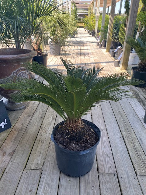 King Sago Palm 7 Gal