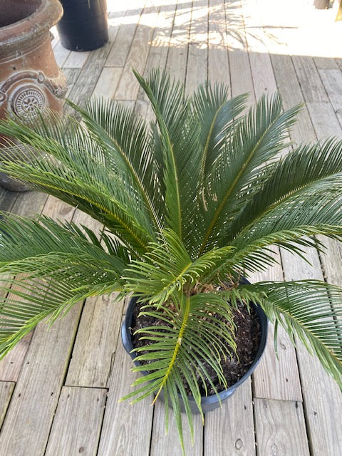 King Sago Palm 7 Gal