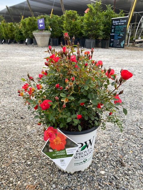 Oso Easy Hot Paprika Rose 2&3 Gal