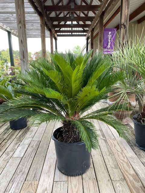 King Sago Palm