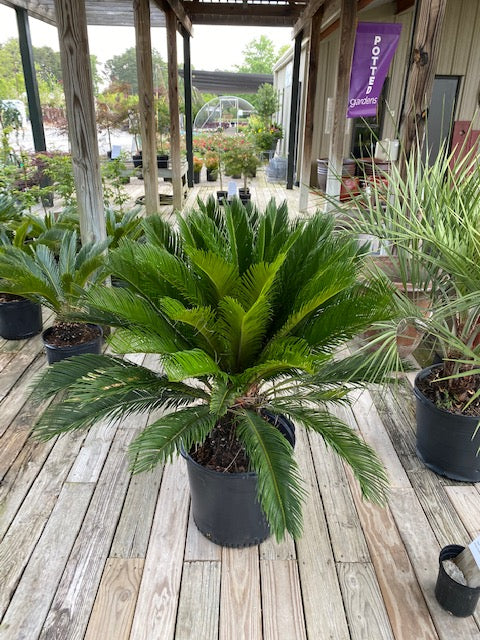 King Sago Palm