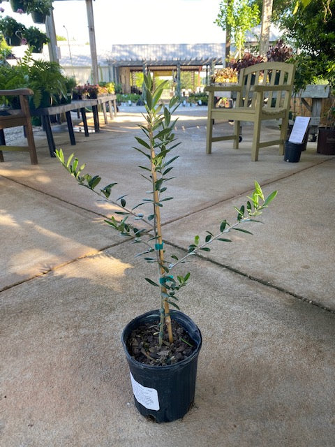 Arbequina Olive 1 Gal