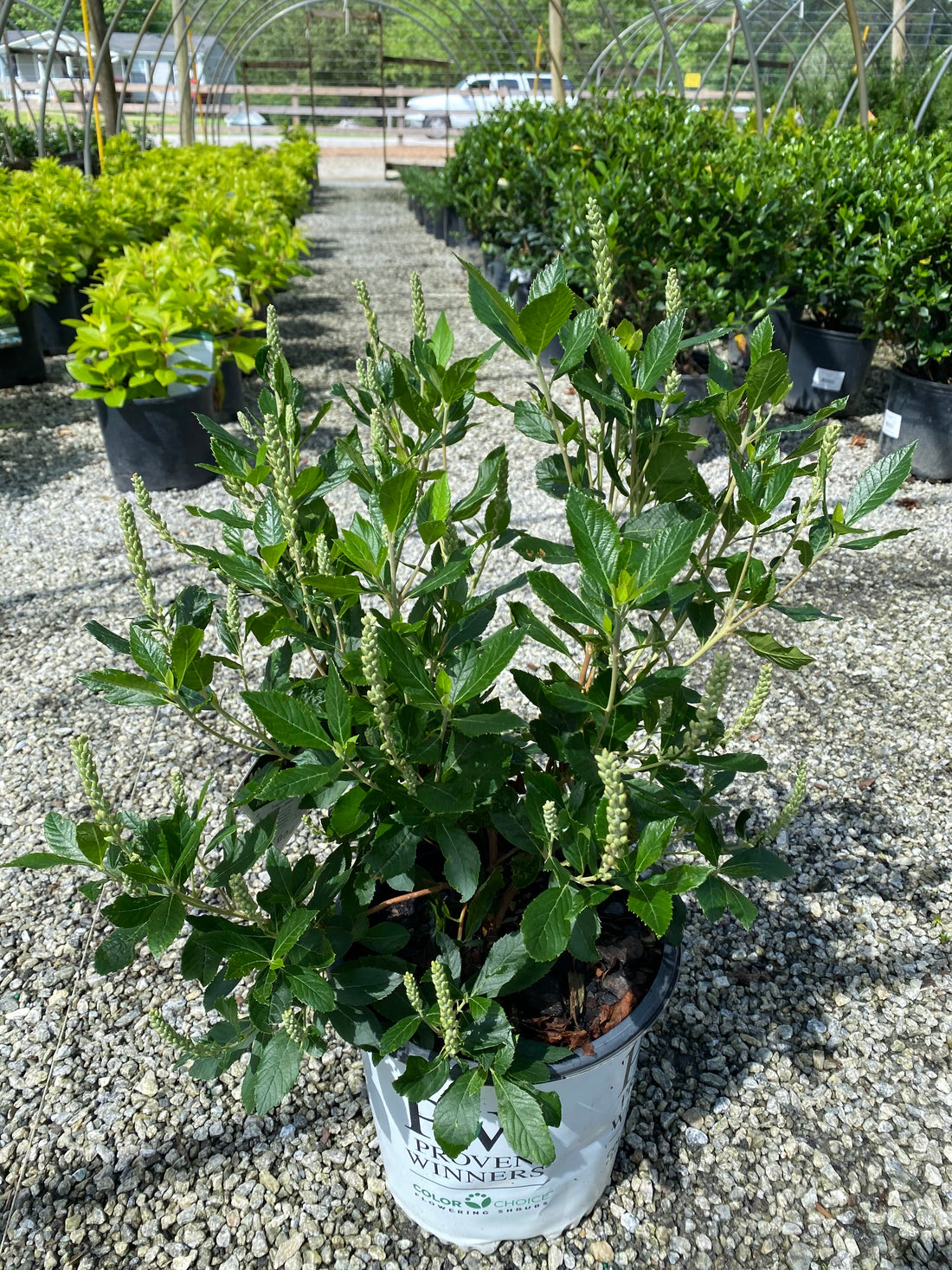 Sugartina Clethra 2&3 Gal