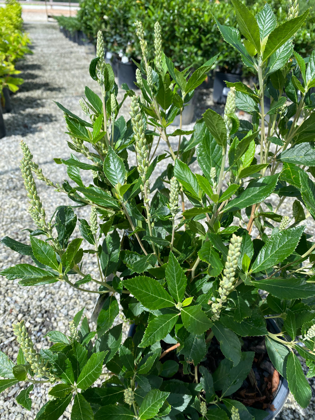 Sugartina Clethra 2&amp;3 Gal