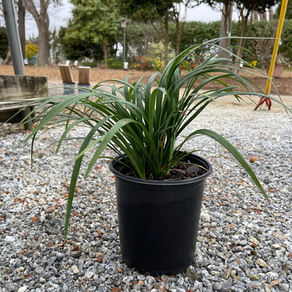 Big Blue Liriope