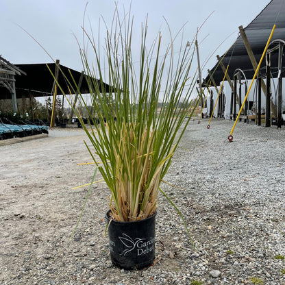 Jet Streams Pampas Grass 3 Gal