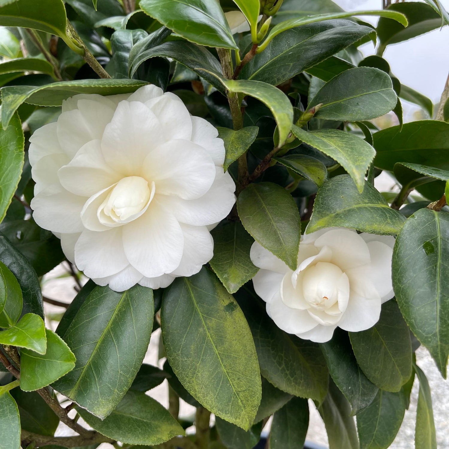 White By The Gate Camellia Jap 7 Gal