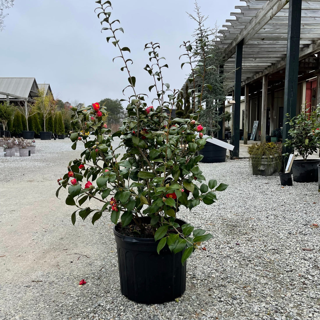 Korean Fire Camellia Jap 7 Gal