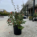 Korean Fire Camellia Jap 7 Gal