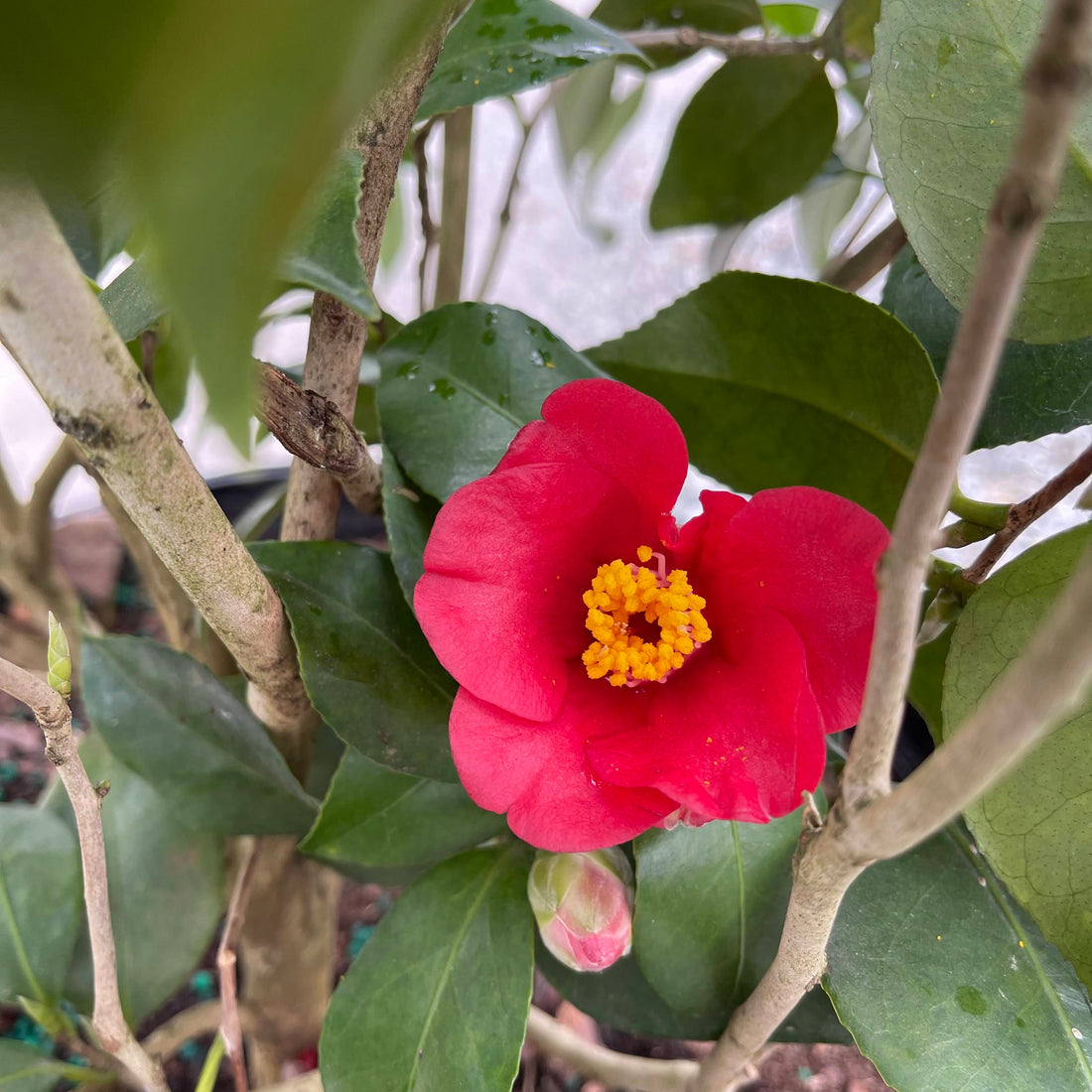 Korean Fire Camellia Jap 7 Gal