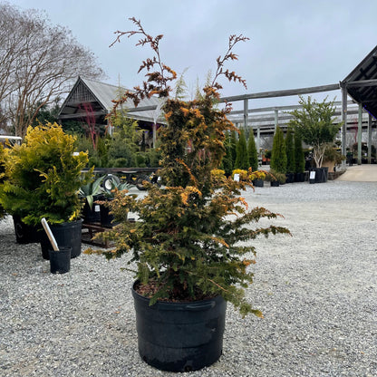 Tetragona Aurea Hinoki Cypress