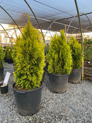 Forever Goldy Arborvitae 15 Gal