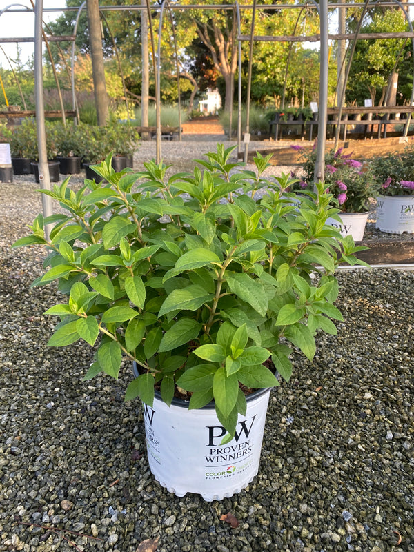 Bobo Hydrangea 2&3 Gal