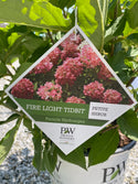 Firelight Tidbit Hydrangea 3 Gal
