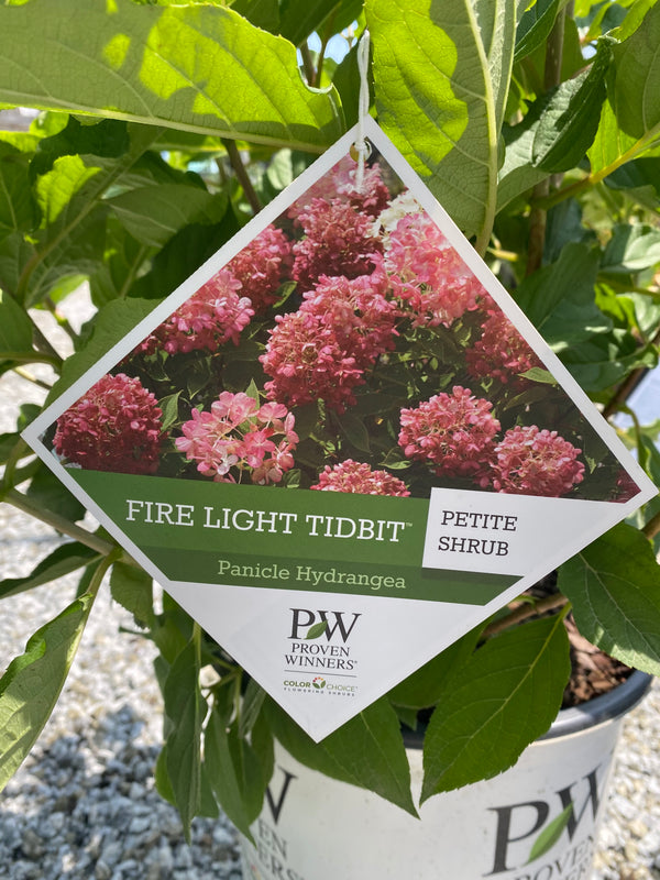 Firelight Tidbit Hydrangea 3 Gal