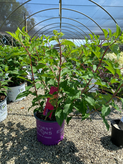 Vanilla Strawberry Hydrangea 3 Gal