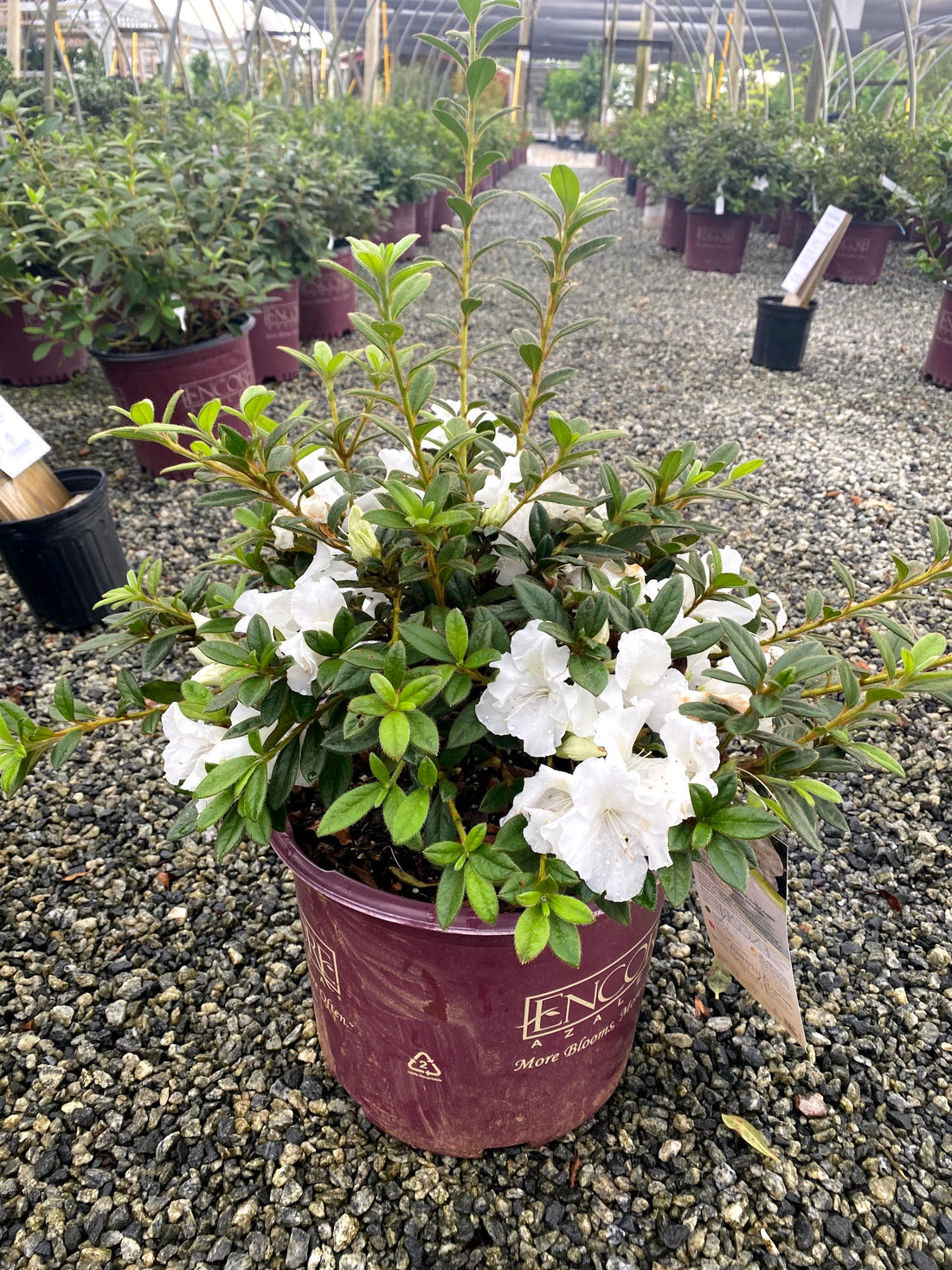 Autumn Ivory Encore Azalea 2&3 Gal