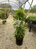 Evergreen Wisteria 3 Gal